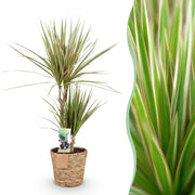 Dracaena Marginata Bicolor - Drakenbloedboom - Weinig onderhoud - met mand - Groen - 1 Plant - Pot 17cm - Hoogte 70-75cm