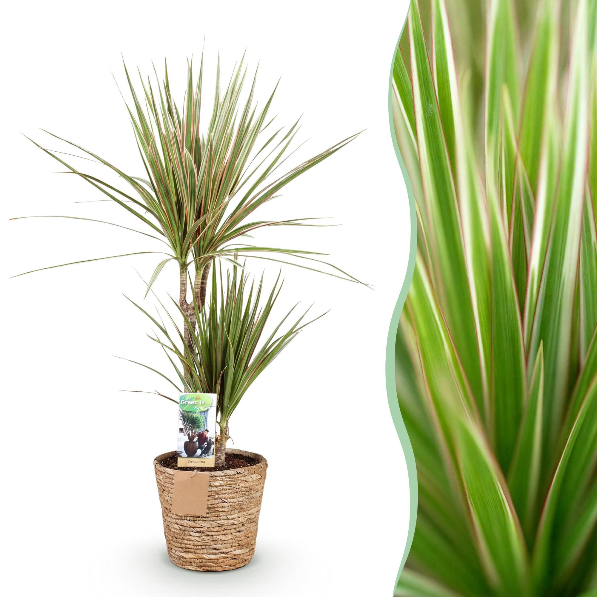 Dracaena Marginata Bicolor - Drakenbloedboom - Weinig onderhoud - met mand - Groen - 1 Plant - Pot 17cm - Hoogte 70-75cm