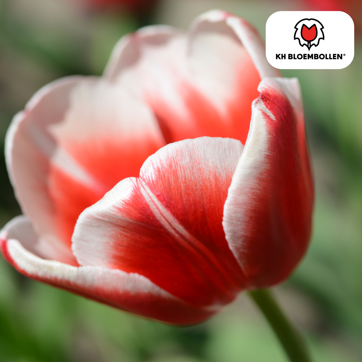 Tulip Bulbs Candy Apple Delight – Pack of 20 | KH Bloembollen® | Red-White Tulip – Fresh & Cheerful Mix – Gift for Garden or Pot – Size 11/12 – Fresh from the Grower!