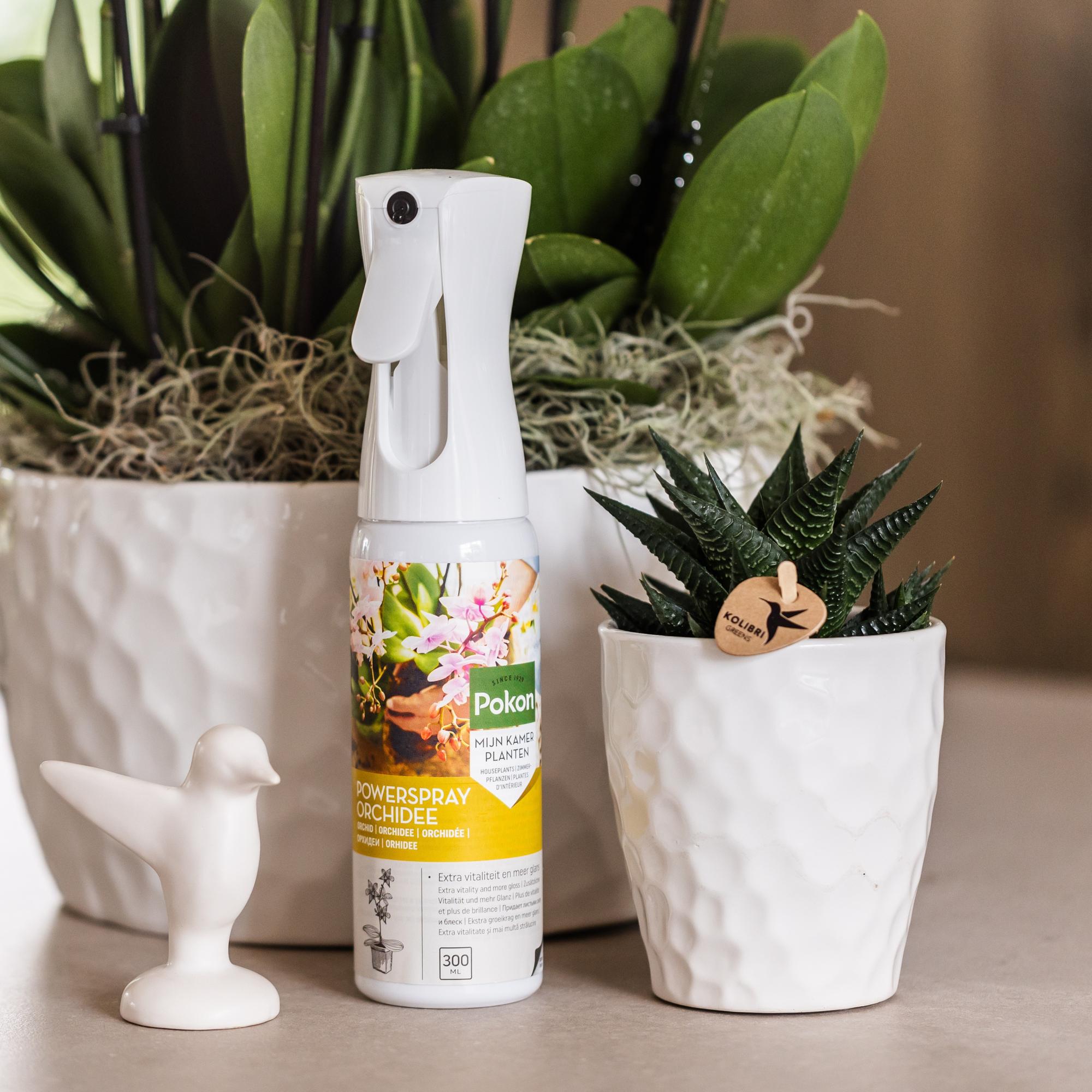 Kolibri Greens | Grüne Pflanze – Sukkulente Haworthia limifolia, Topfgröße Ø 9 cm | Grüne Zimmerpflanze – frisch vom Züchter