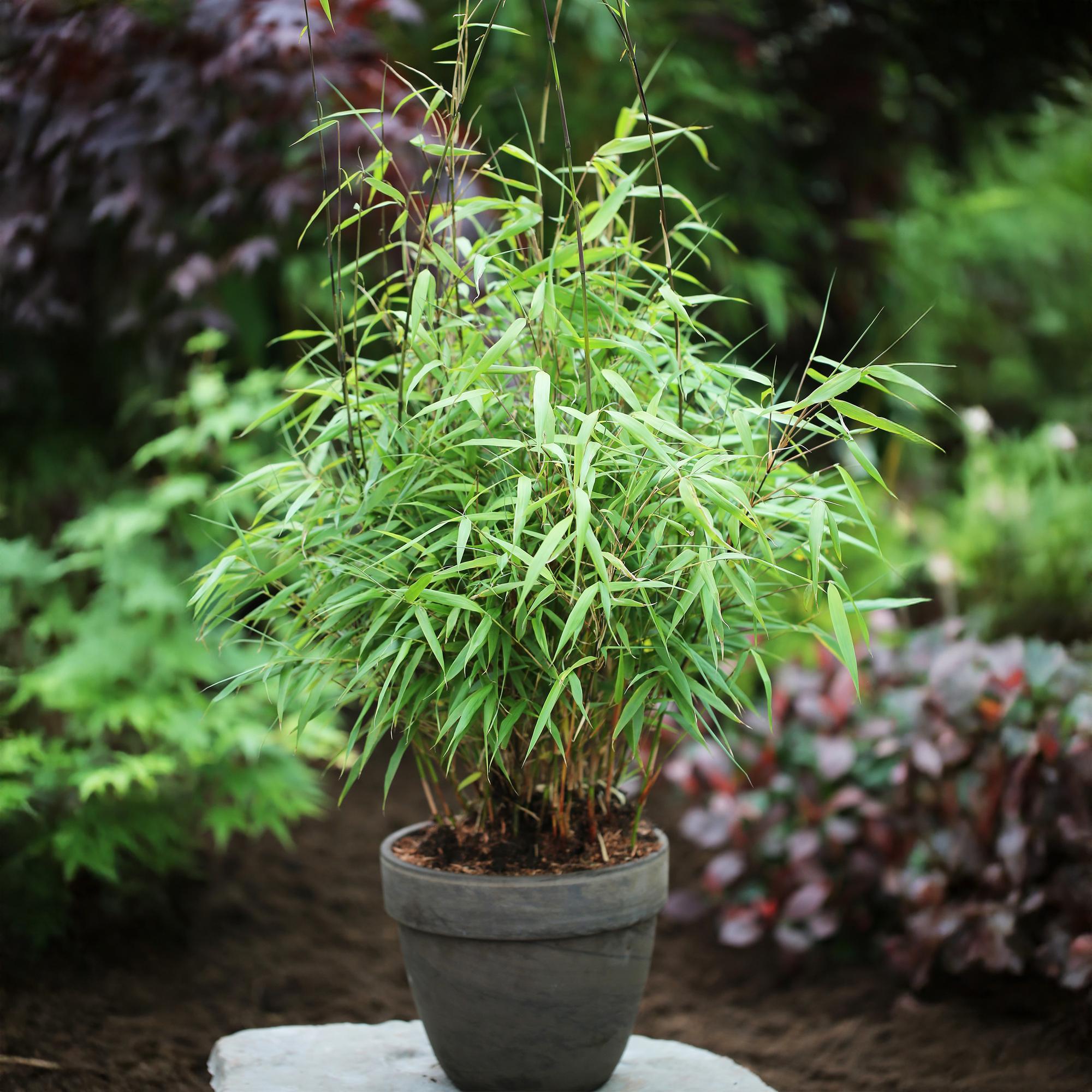 Fargesia Asian Wonder - Niet Woekerende Bamboe - Bladhoudend - Groen - 2 Planten - Pot 14 cm - Hoogte 35 cm