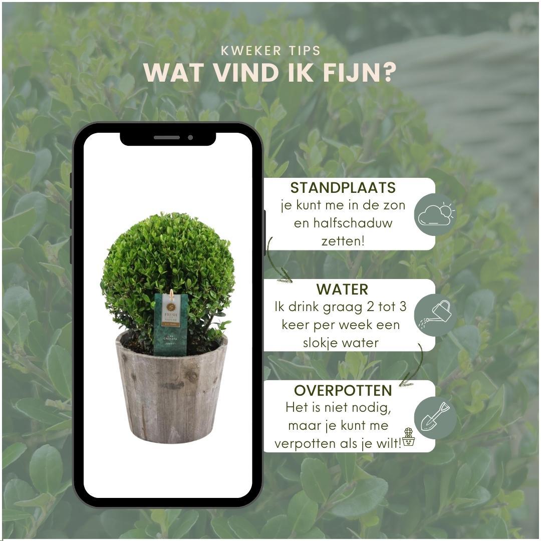 2x Ilex crenata 'Jenny' Kugelblumen im Holztopf | 2er-Set | 20 cm Ø Durchmesser