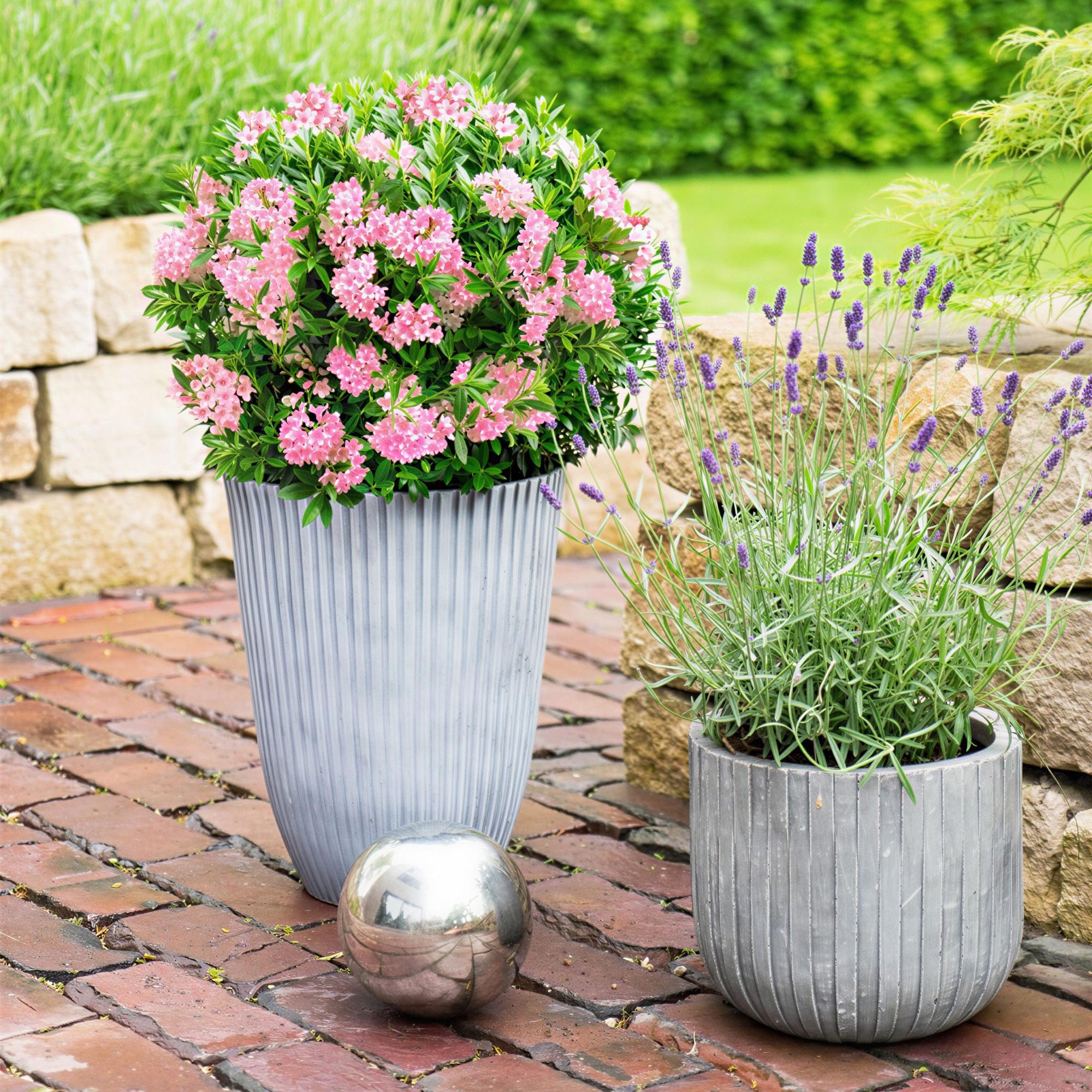 Dwerg Rhododendron - Rhododendron Bloombux Magenta - Bloeiende Buxus - Weinig Onderhoud - Roze Bloem - 4 Planten - Pot 17cm - Hoogte 30-40cm