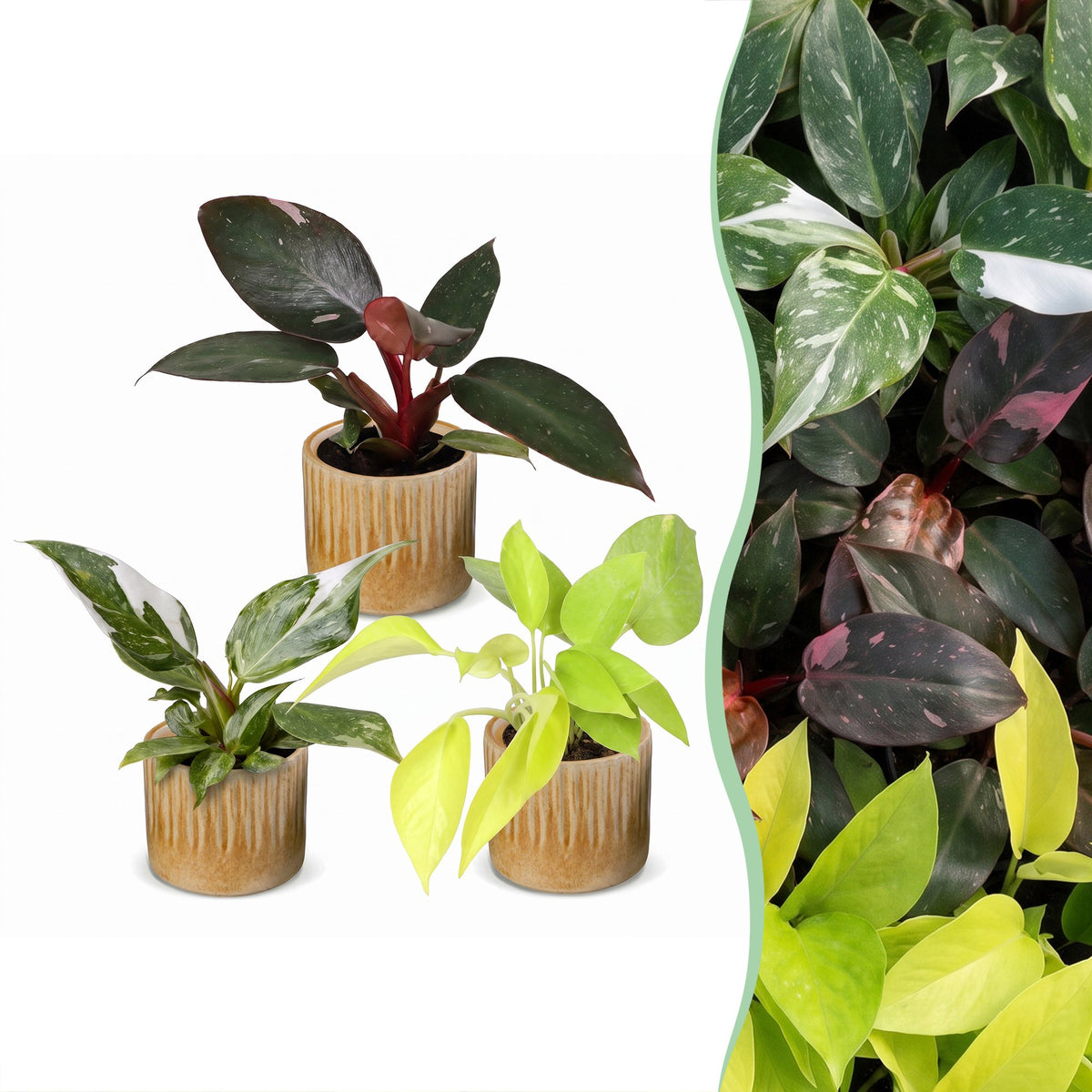 Baby Philodendron Tricolour 3x - Wit - Roze - Geel - Groen - Tropisch - incl. Linnea Honey - Ø6cm - ↕10-15cm