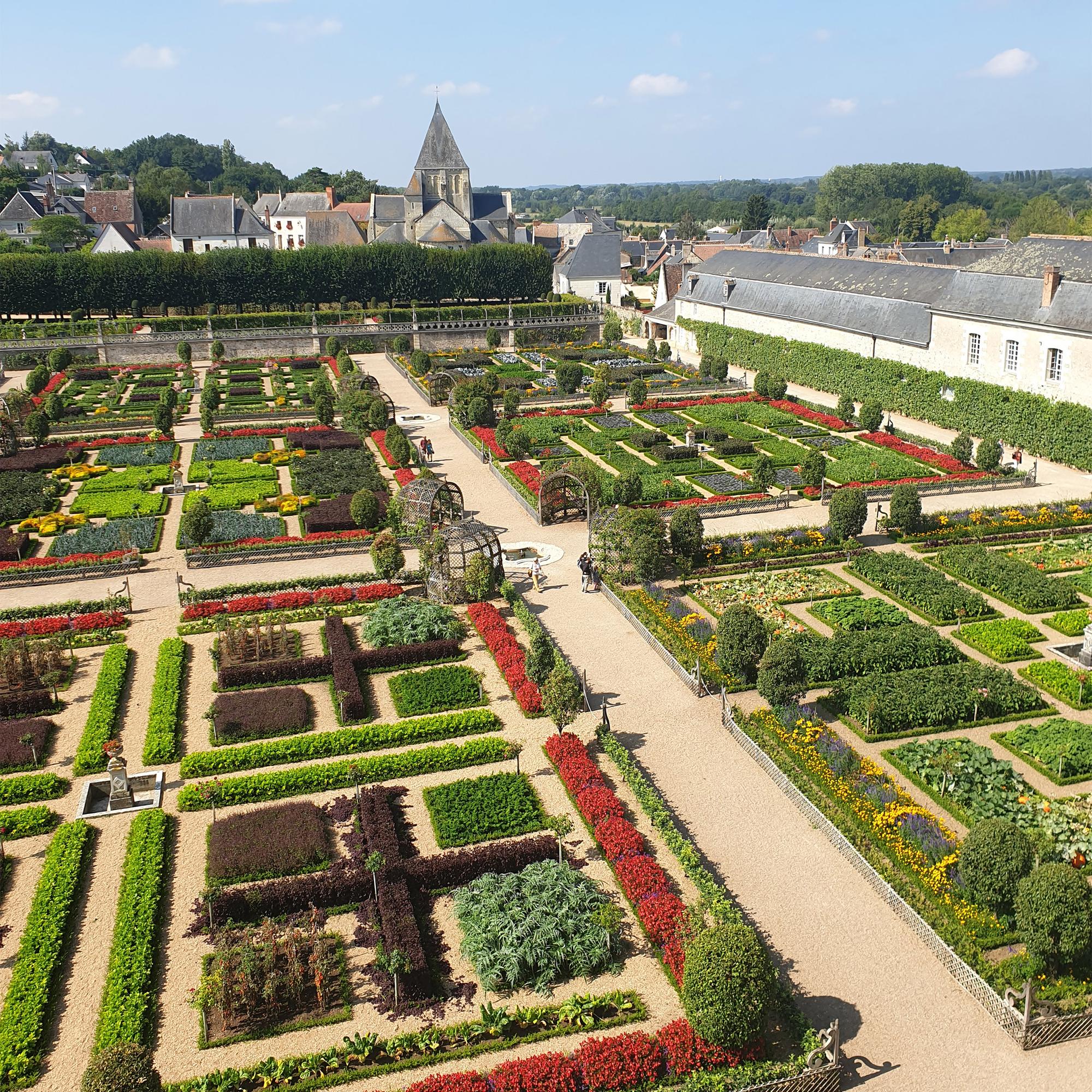 Buxus Haag - BetterBuxus Babylon Beauty - Resistant tegen de Buxus schimmel - 6 planten - 1 strekkende meter - pot 13cm hoogte 30-35