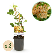 Green boutiQ - Pianta da frutto - Ribes - Ribes rubrum White Pearl - Ribes bianco - 2 piante - Vaso 11cm Altezza 40cm