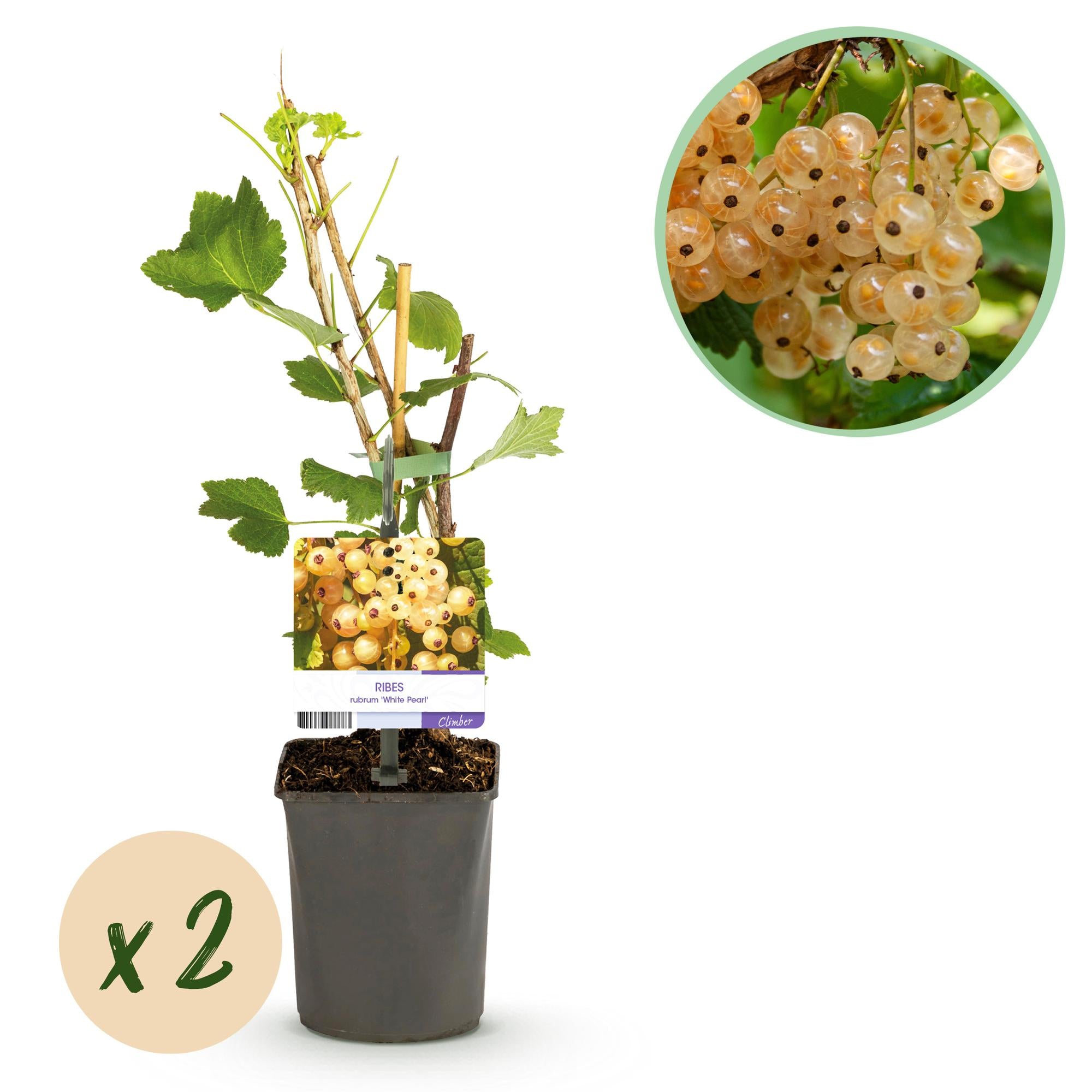 Green boutiQ - Pianta da frutto - Ribes - Ribes rubrum White Pearl - Ribes bianco - 2 piante - Vaso 11cm Altezza 40cm