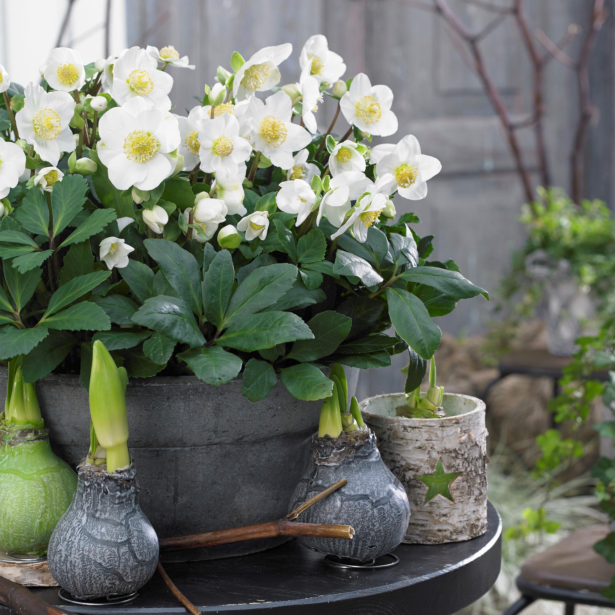 Kerstroos - Helleborus Christmas Carol  - Witte Bloem -2 Planten - Groenblijvend - Pot 17cm Hoogte 35cm