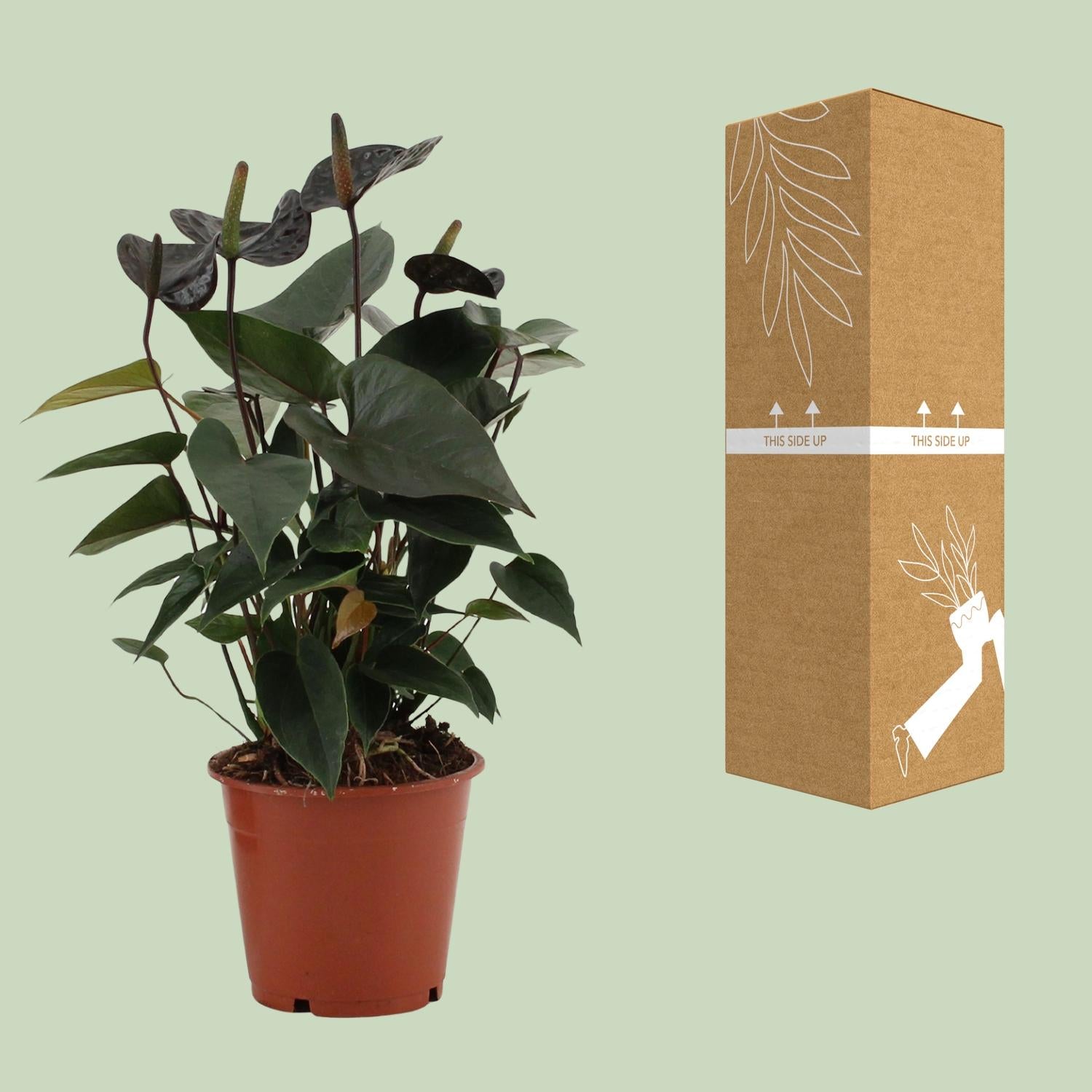 Anthurium Black Love in custodia trasparente - Ø12cm - ↕36cm
