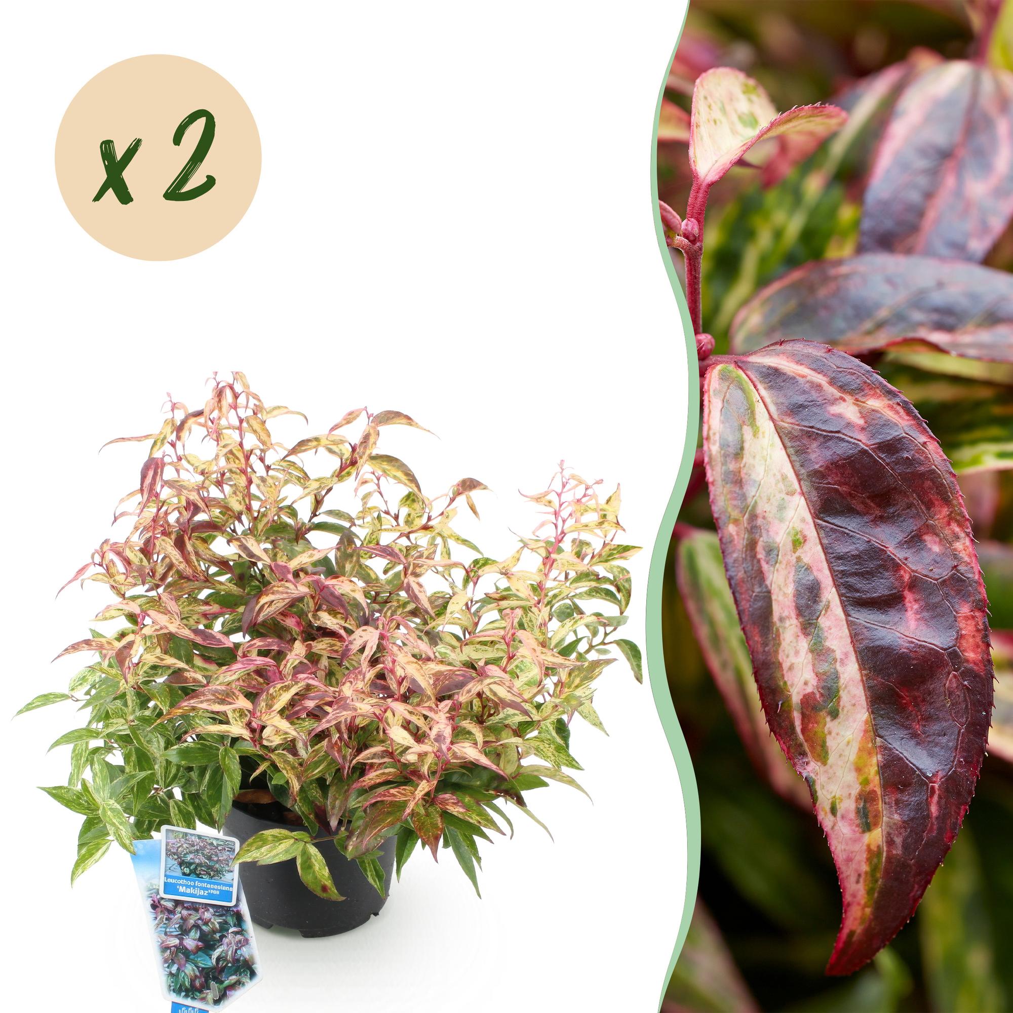 Leucothoe Makijaz - Bruin - 2 Planten - Groenblijvend - Weinig Onderhoud - Pot 17cm Hoogte 45cm