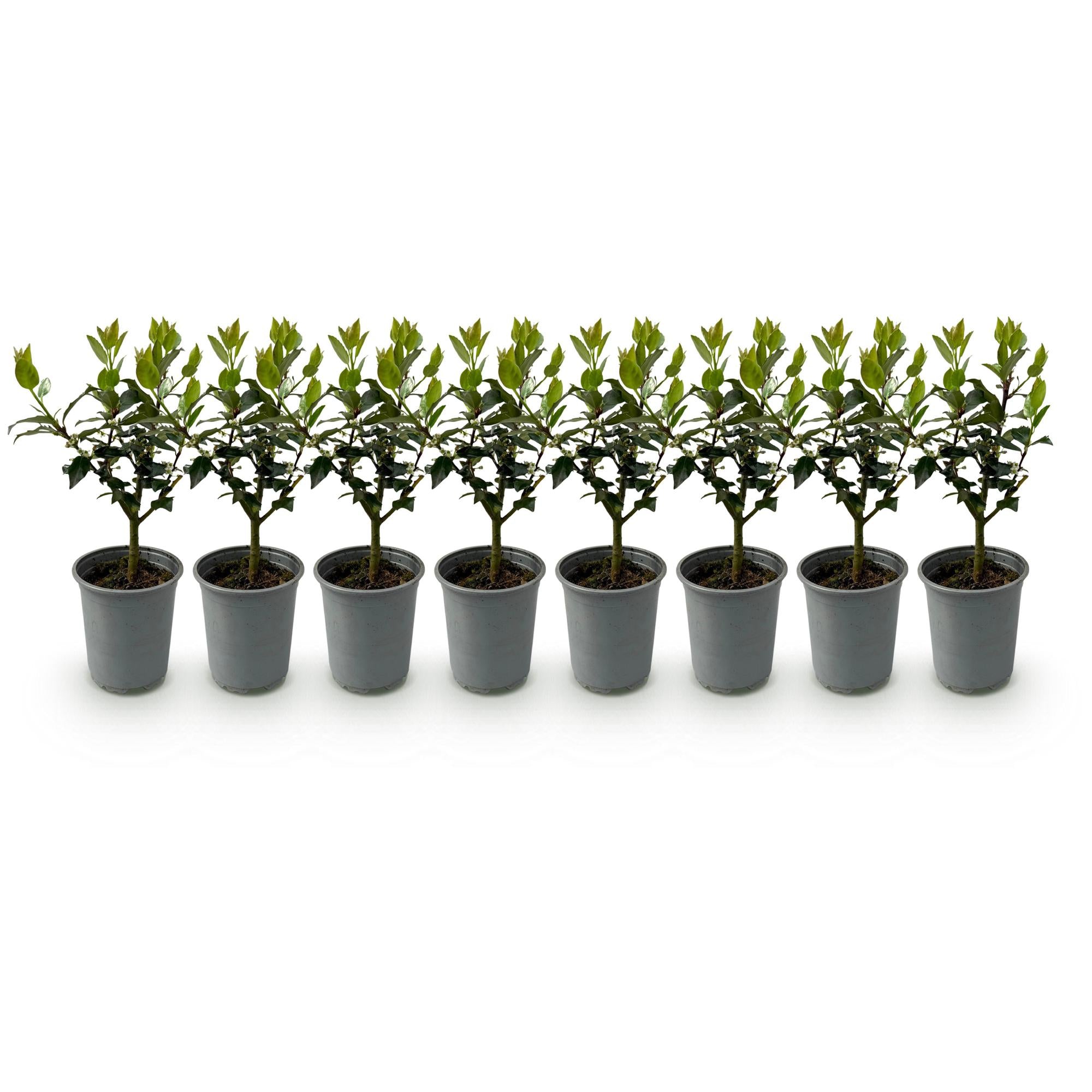 Ilex Blue maid- blad groen - 8 planten - 1 strekkende meter - groenblijvend - pot 9cm hoogte 25-30cm