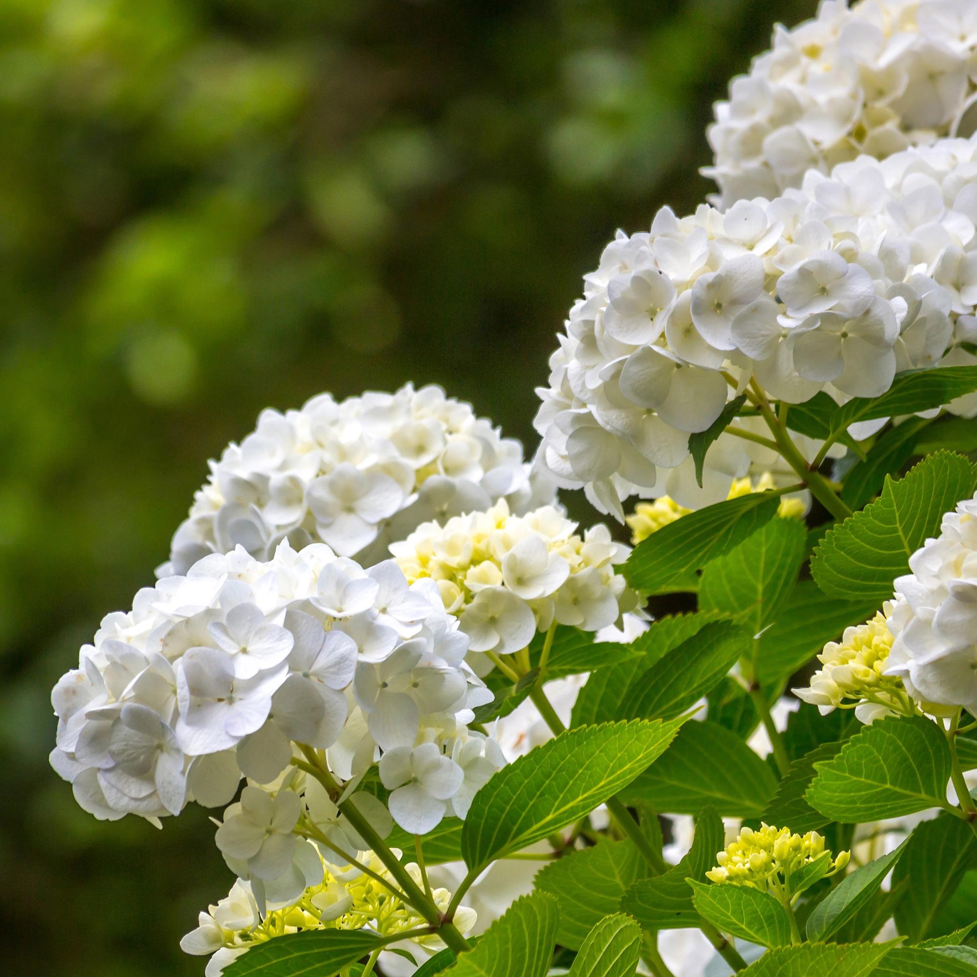 Hydrangea macrophylla Wit - Hortensia - Winterhard - Wit - 1 Plant - Pot 12cm - Hoogte Hoogte 20-30cm