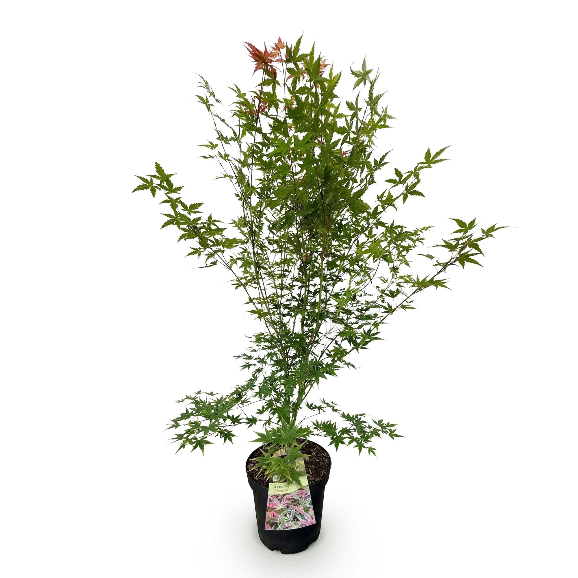 Acer palmatum Phoenix - Japanse Esdoorn - Bladverliezend - Groen - Rood - 1 - Pot 26cm - Hoogte 90cm