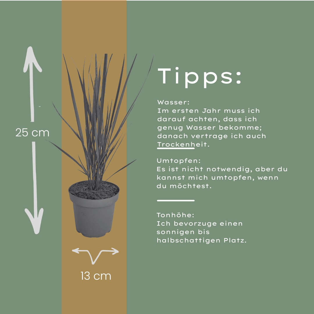 6x Panicum virgatum ‘Northwind’ – Sterk opgaand siergras met strakke groeivorm | Potmaat 12 cm