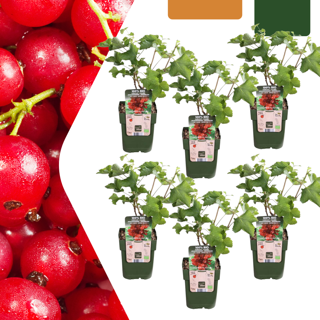6 plants de groseillier bio - Ø 13 cm - ↨ 20 cm