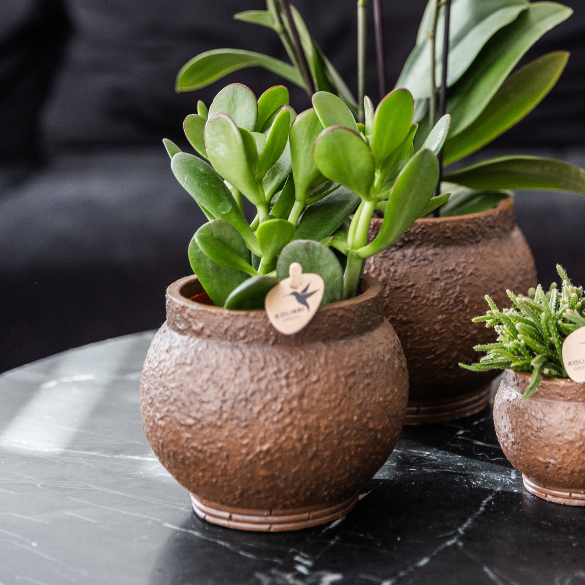 Kolibri Greens | set di 4 piante grasse, dimensioni del vaso Ø9cm | pianta verde da appartamento - fresca dal coltivatore