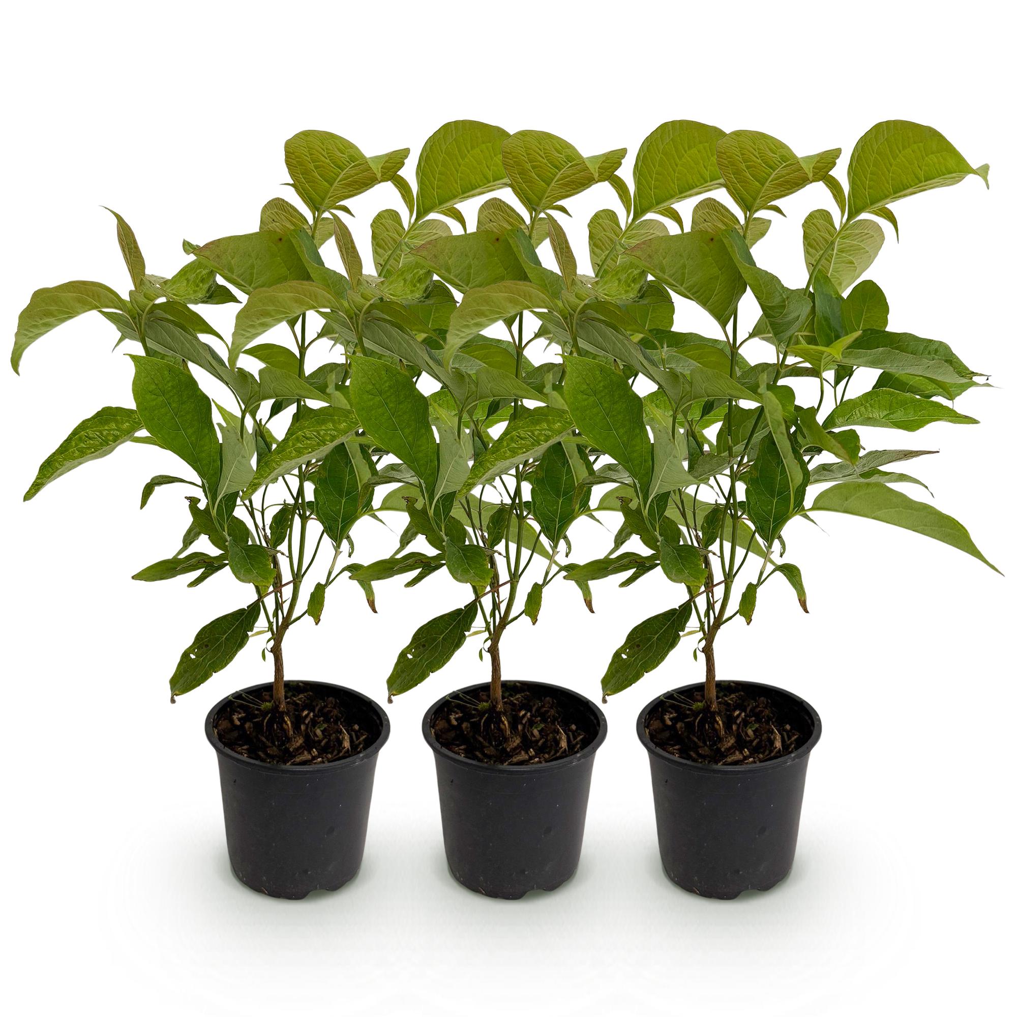 Cornus mas - Bloem Geel - 3 Planten - Bladverliezend - Weinig Onderhoud - Pot 12cm Hoogte 35cm