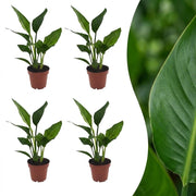 Strelitzia Reginea - Paradijsvogelbloem - 4x - Pot 12cm - Hoogte - 35cm