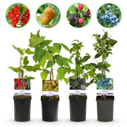 Green boutiQ - Mix di piante da frutto - Ribes rosso, Lampone giallo, Mora, Mirtillo - 4 piante - Vaso 11 cm Altezza 40 cm