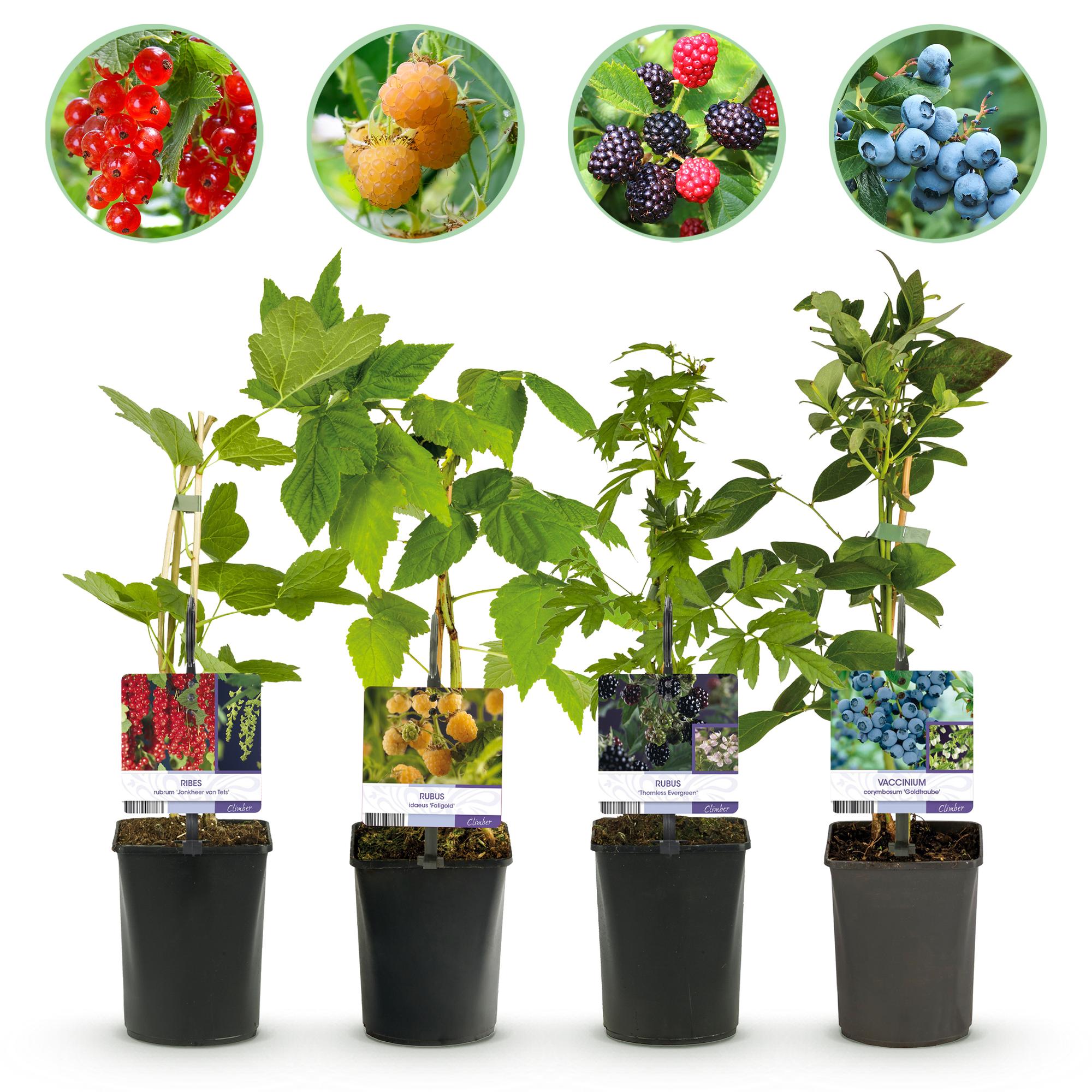Green boutiQ - Mix di piante da frutto - Ribes rosso, Lampone giallo, Mora, Mirtillo - 4 piante - Vaso 11 cm Altezza 40 cm