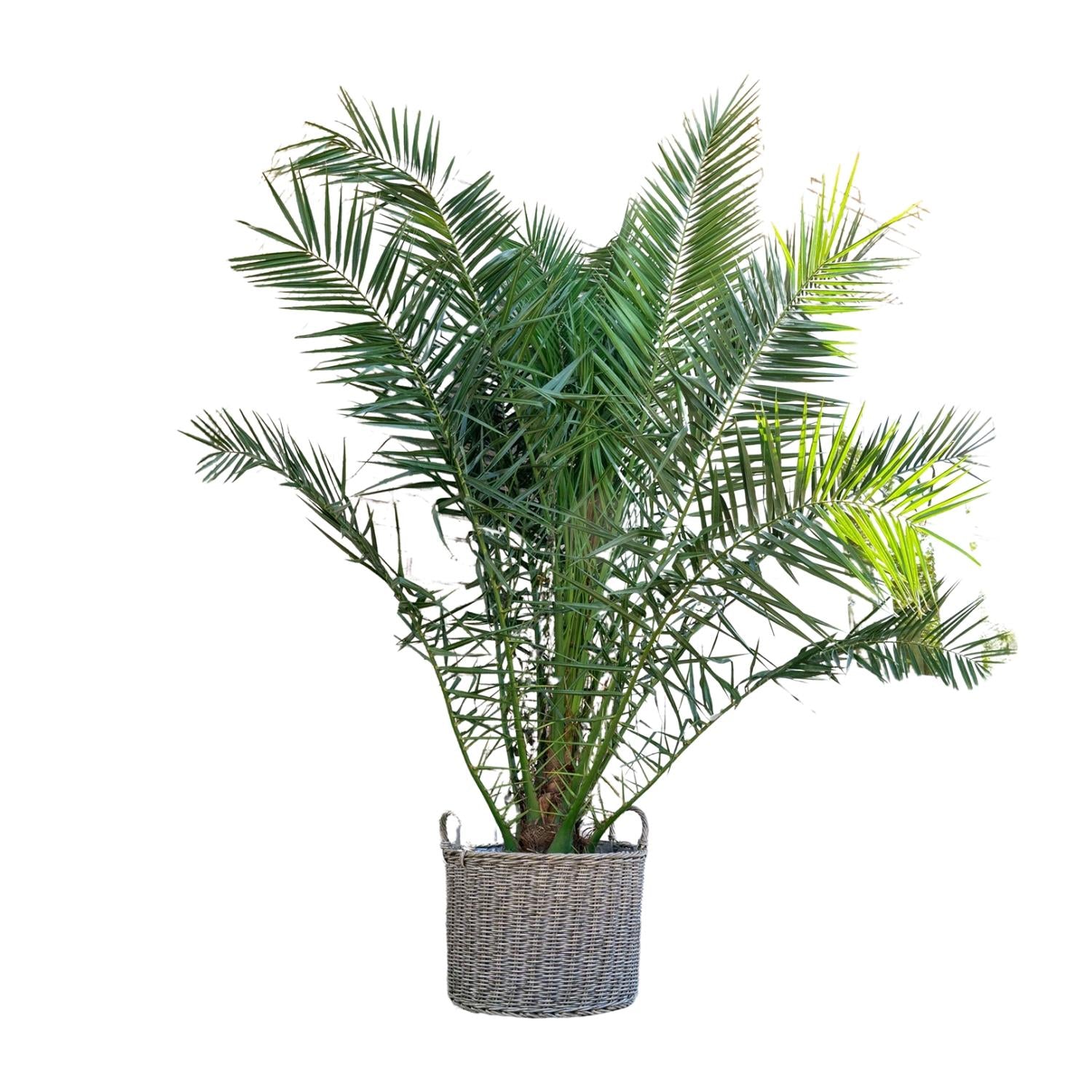 Phoenix Canariensis – 300 cm – ø50
