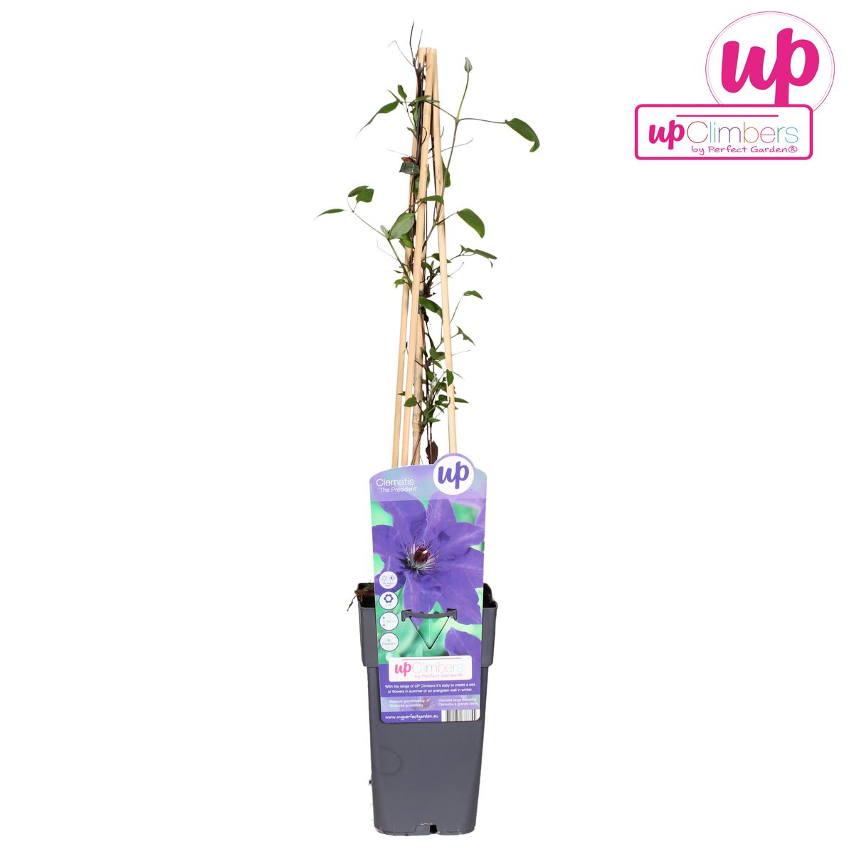 Clématite The President - Clématite violette - Ø15cm - ↕65cm
