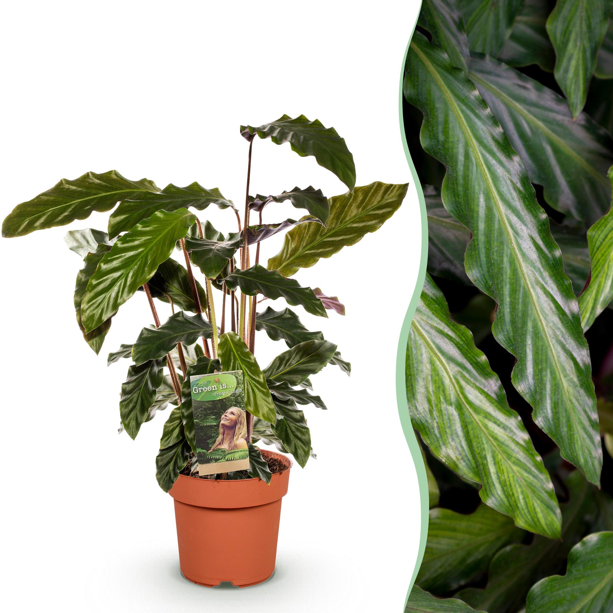 Calathea Rufibarba - Pot 17cm - Hoogte 55-60cm