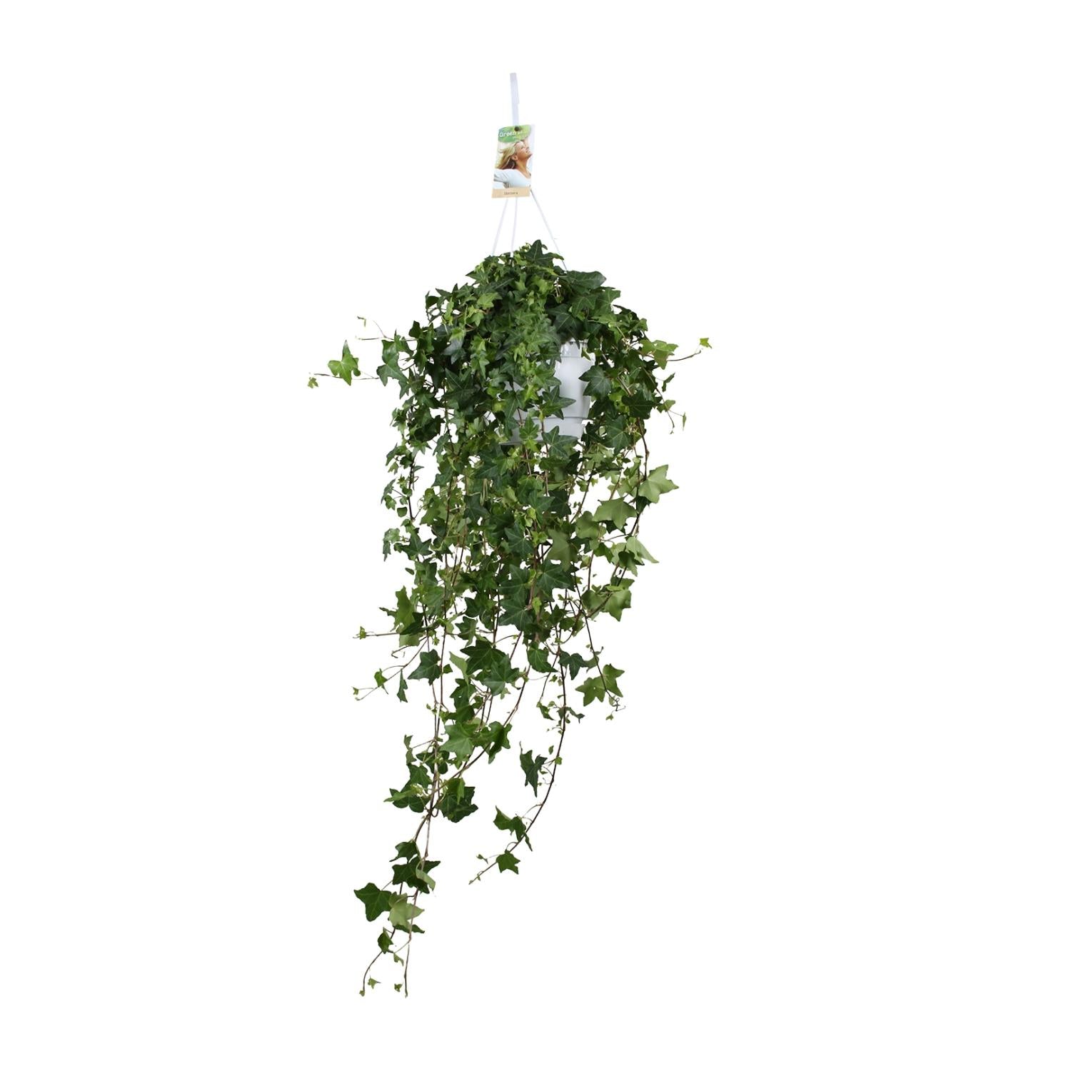 Hedera Helix Pitsburg - Hanging/XXL - Ø17cm - ↕90cm