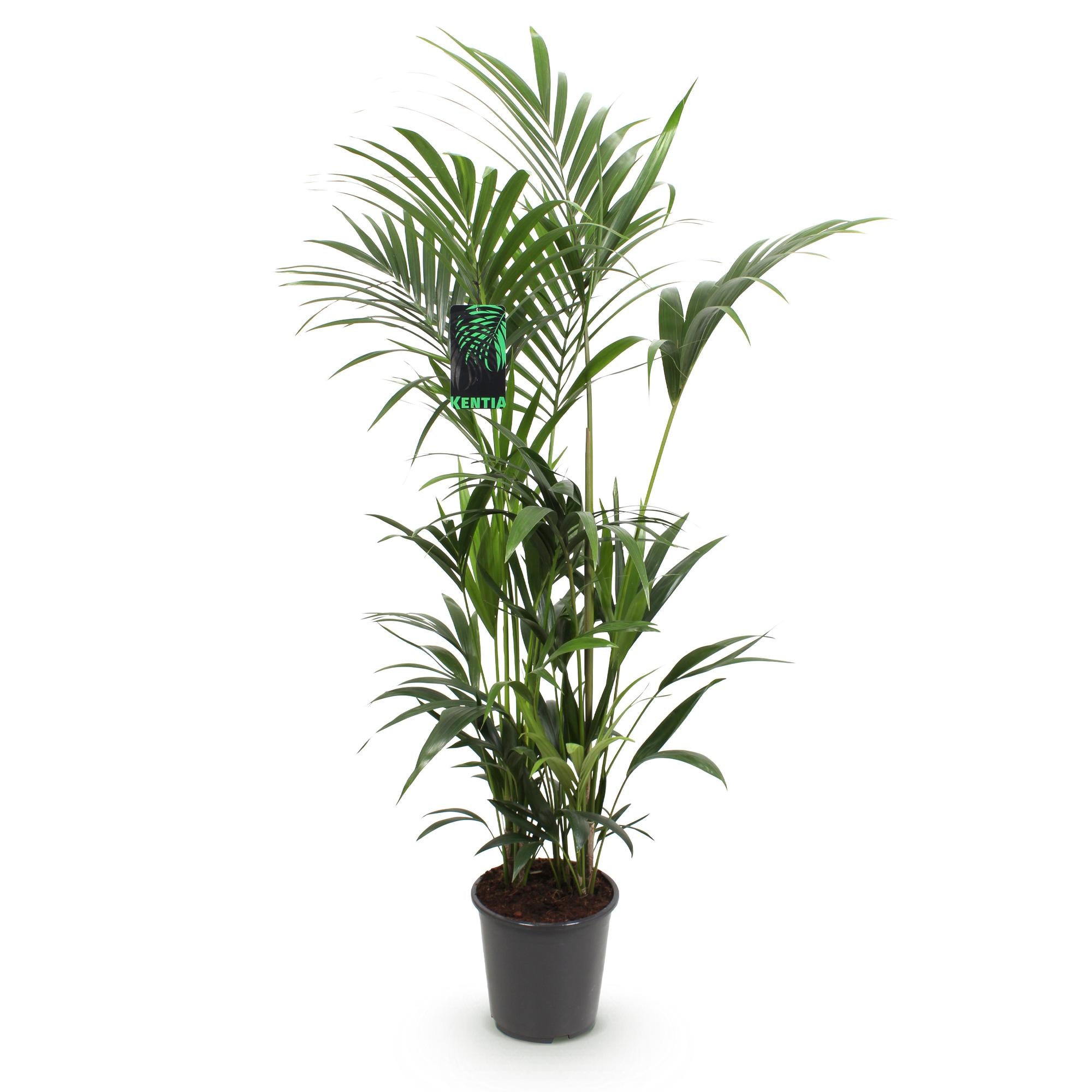 Howea Forsteriana - Kentia Palm - Weinig Onderhoud - Groen - 1 plant - Pot 27cm - Hoogte 160-170cm