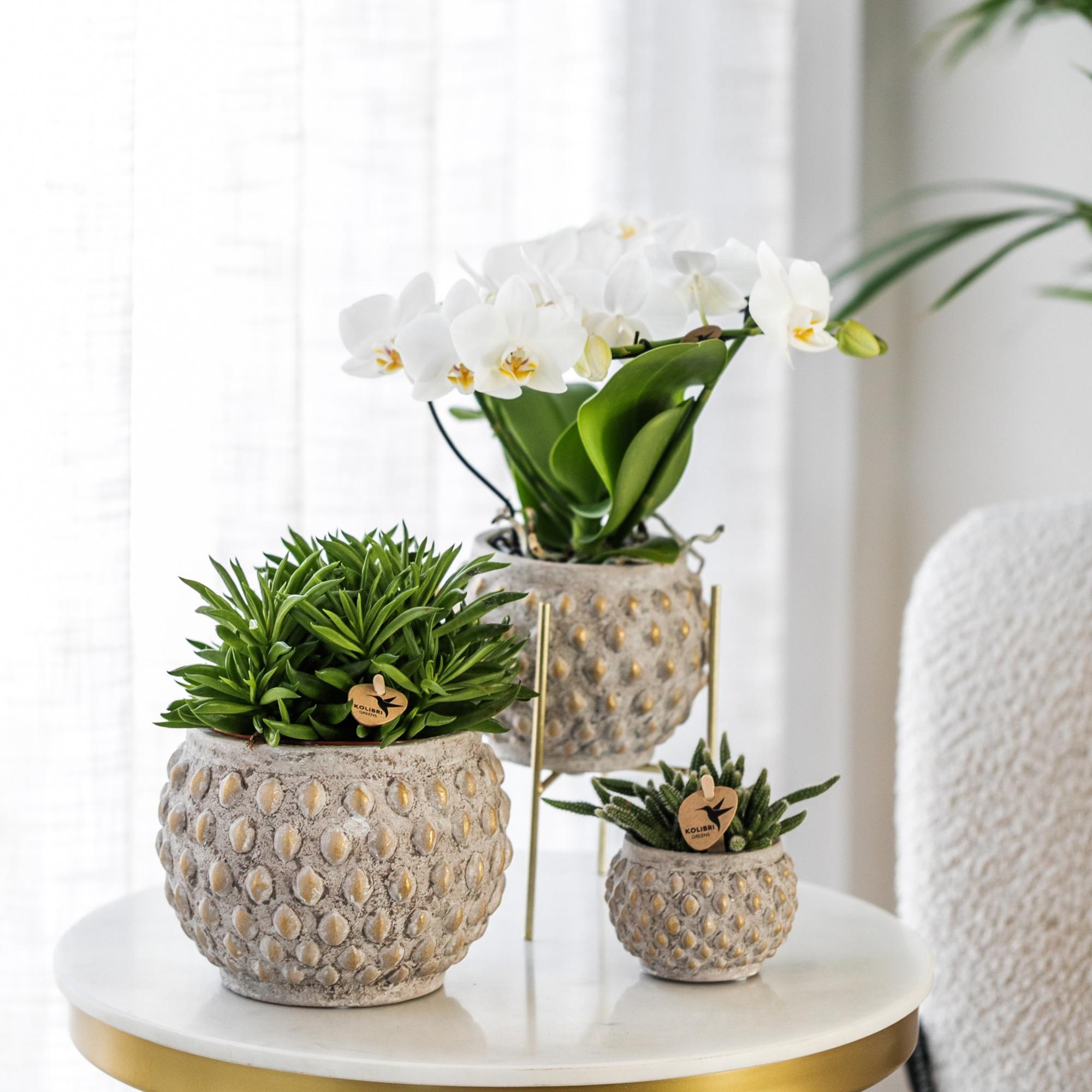 Kolibri Home | Plantenstandaard - Gouden metalen planten verhoging Ø12cm