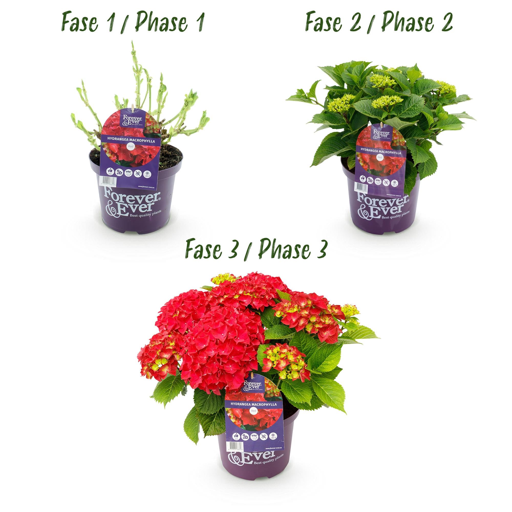 Green boutiQ - Pianta da patio - Ortensia - Ortensia Forever & Ever - Rossa - 7-12 fiori - 2 piante - Vaso 23 cm Altezza 55 cm