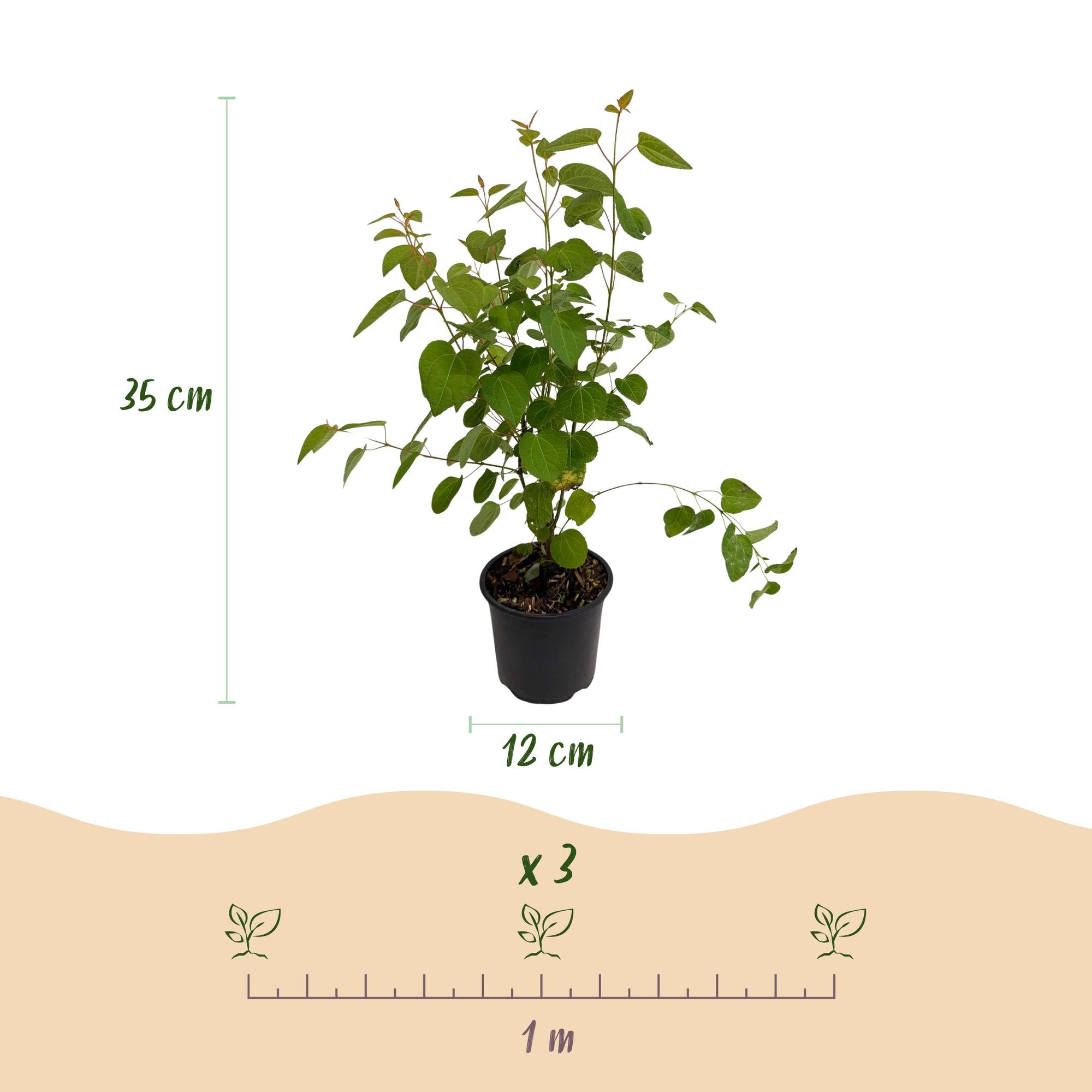Cercidiphyllum japonicum - Groen 1 Plant - Bladverliezend - Weinig Onderhoud - Pot 12cm Hoogte 35cm