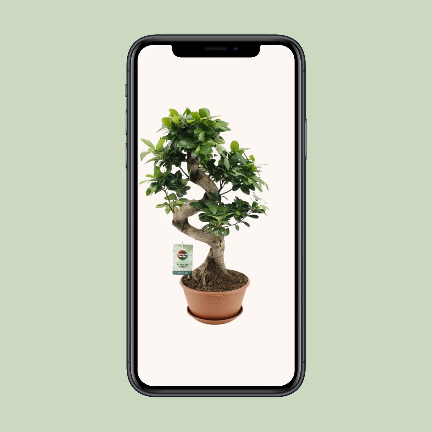 Ficus Ginseng - Ø22 cm - ↕60 cm