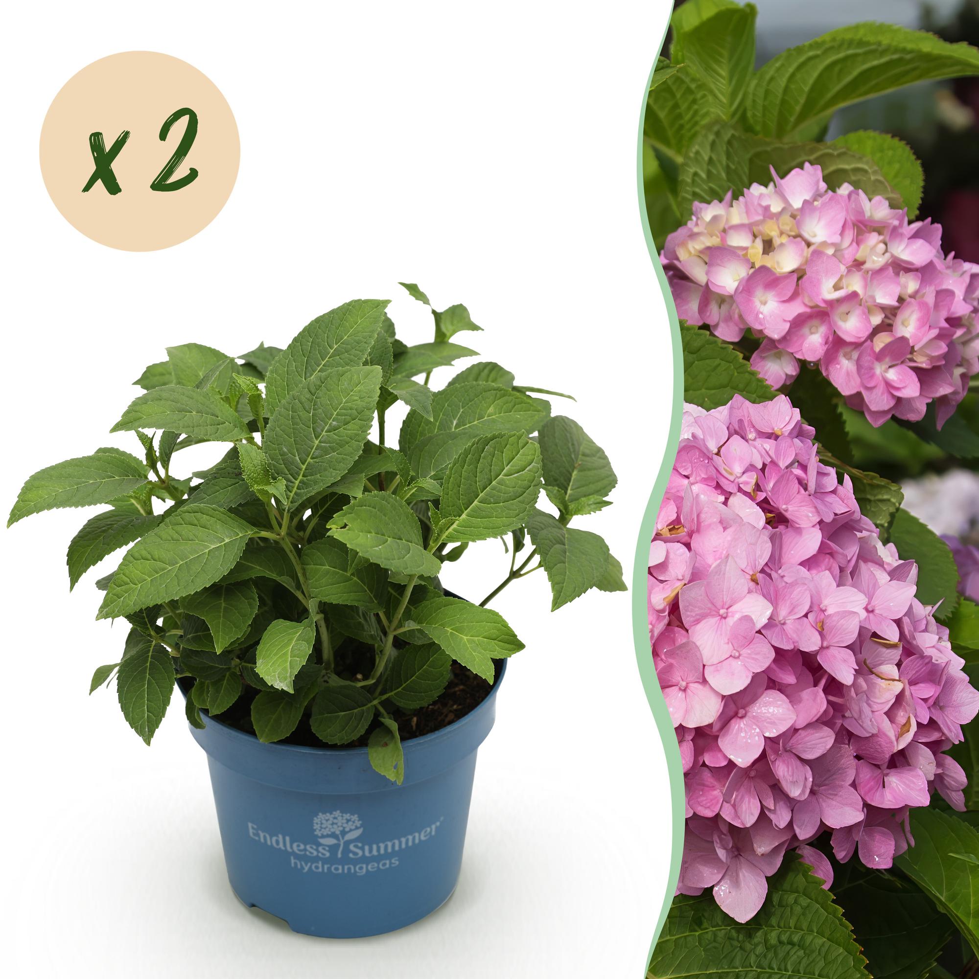 Hydrangea Endles Summer The Original Pink - Hortensia - Winterhard - Roze - 2 Planten - Pot 14cm - Hoogte 20-25cm