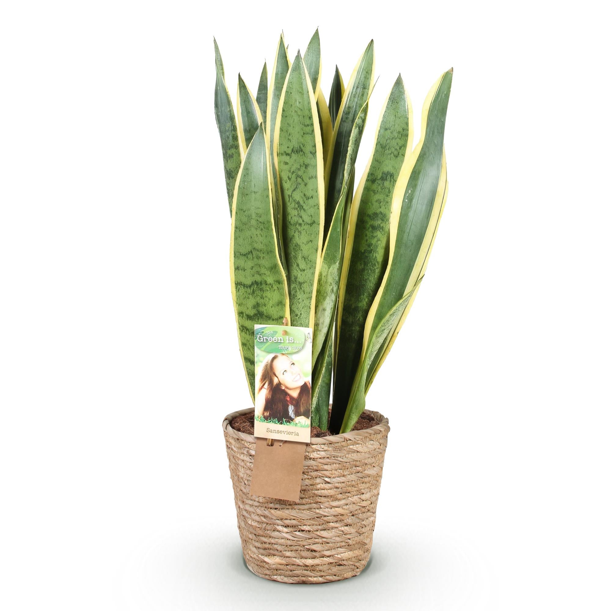 Sansevieria Laurentii - Vrouwentong - Weinig onderhoud - met mand - Groen - 1 Plant - Pot 21cm - Hoogte 70-80cm