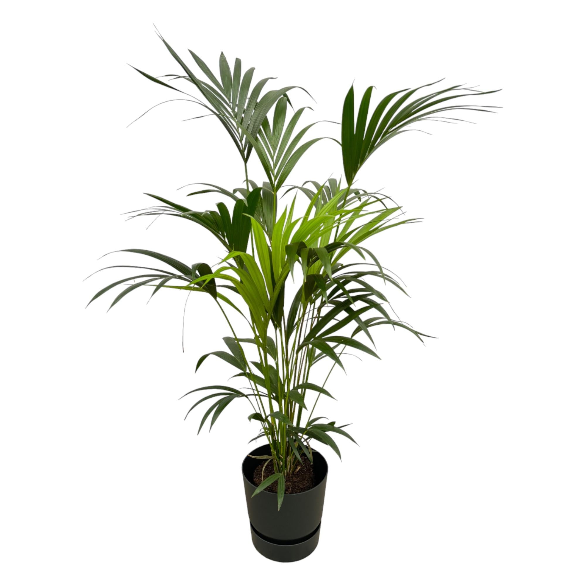 Kentia-Palme, einschließlich Elho Greenville Round schwarz - 160 cm - Ø30