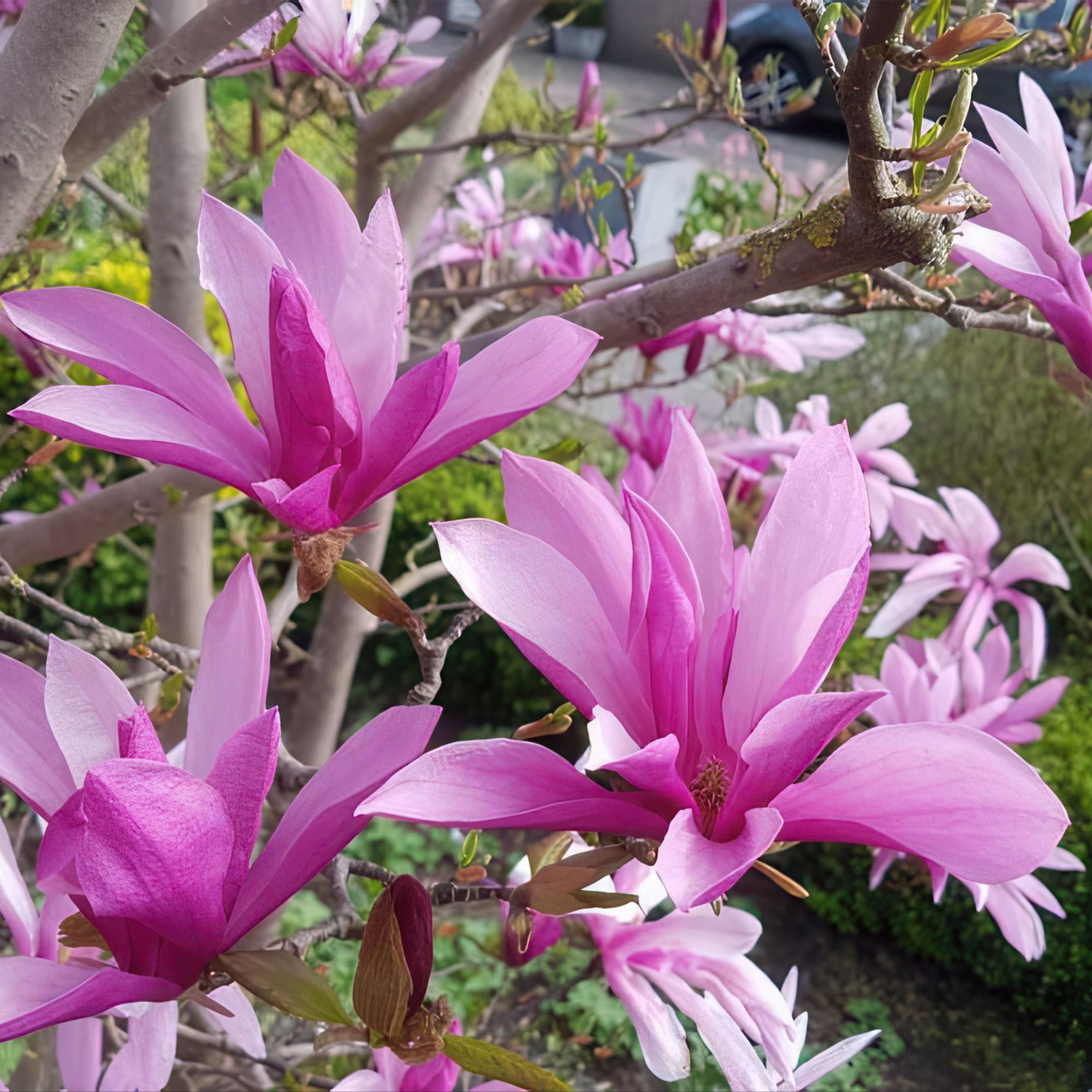 Magnolia Susan - Terras Plant - Bladverliezend - Winterhard - Roze Bloem - Pot 19cm Hoogte 90cm
