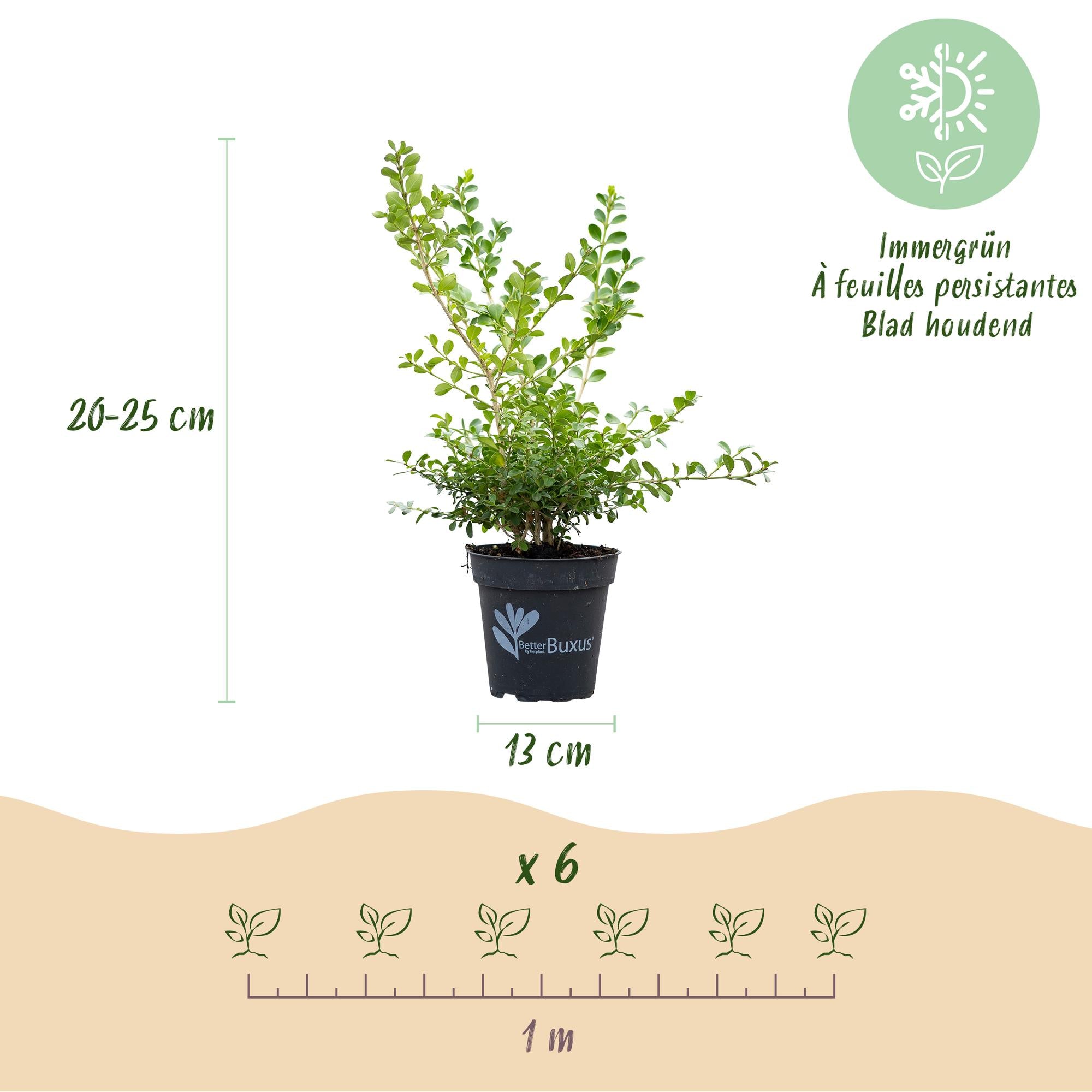 Buxus Haag - BetterBuxus Babylon Beauty - Resistant tegen de Buxus schimmel - 6 planten - 1 strekkende meter - pot 13cm hoogte 30-35