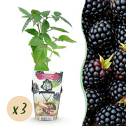 Doornloze Braam - Rubus Thornfree - Winterhard - 3 Planten - Pot 9 cm - Zwarte Braam