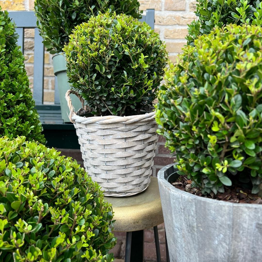 2x bulbo di Ilex crenata 'Jenny' | set da 2 pezzi | diametro 20 cm