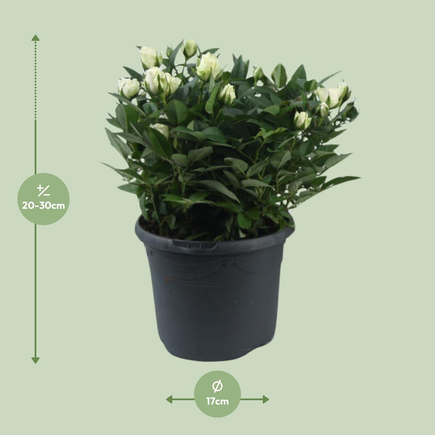 Rosa Jewel Patio White - Ø17cm - ↕30cm