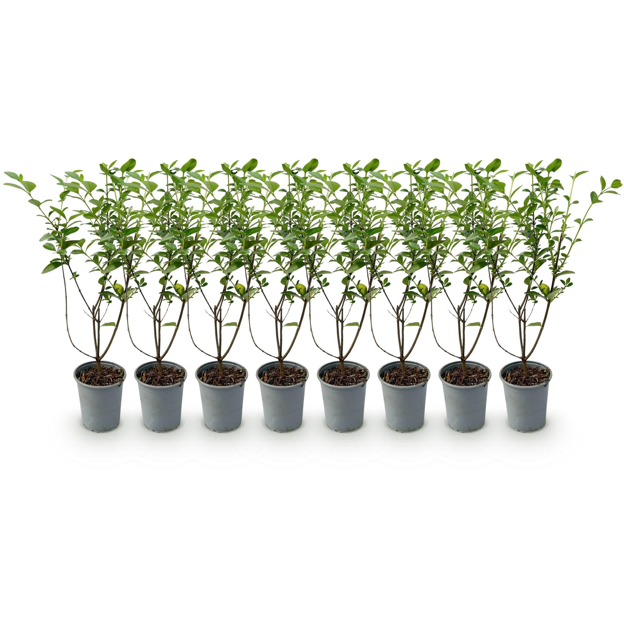 Ligustrum ovalifolium - blad groen - 8 planten - 1 strekkende meter - groenblijvend - pot 9cm hoogte 35-40cm