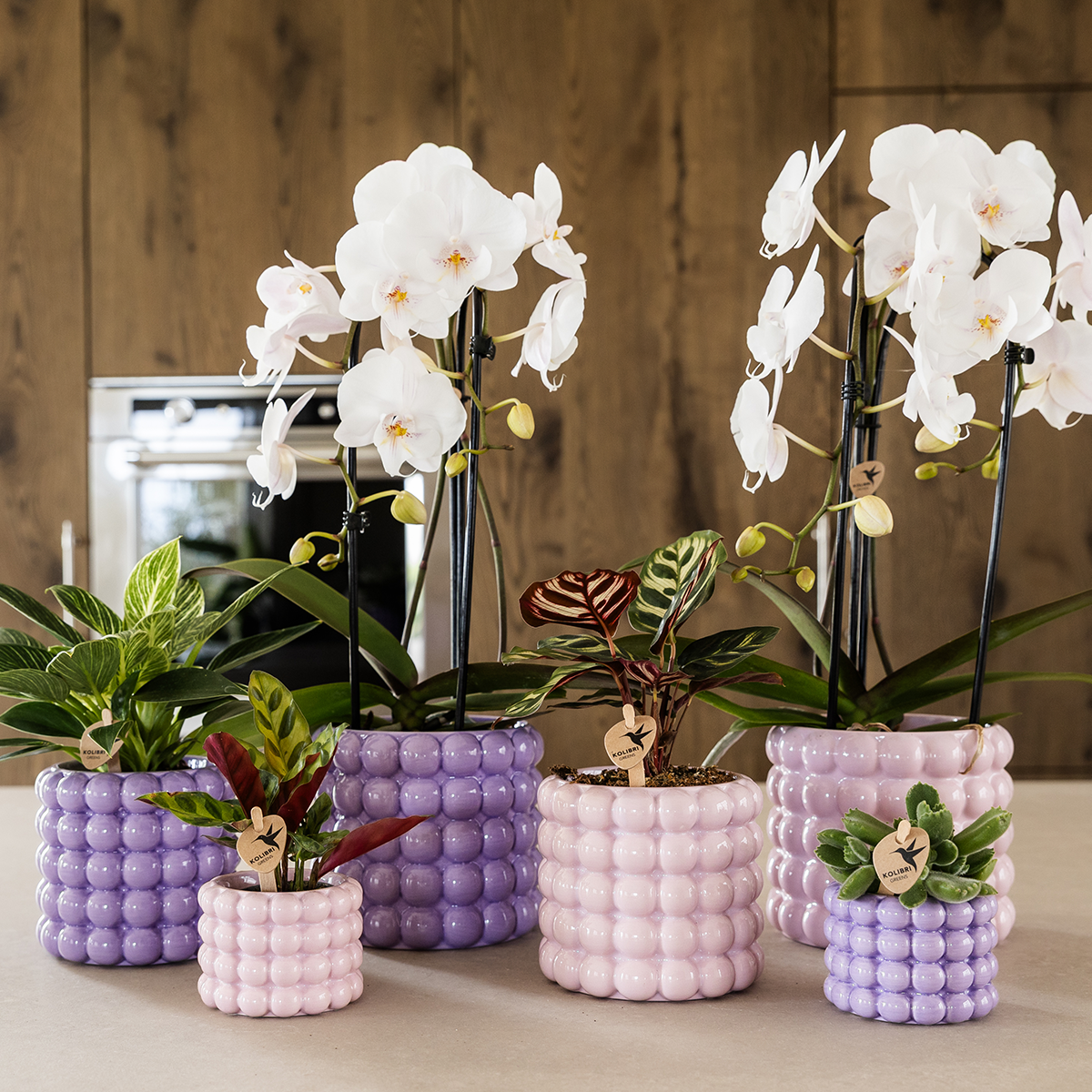 Kolibri Orchids | Plantenset Poppy Paars | Witte Lausanne orchidee 12 cm + groene plant 9 cm incl. sierpotten – vers van de kweker