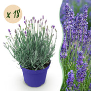 Lavandula angustifolia Hidcote - Lavendel - Winterhard - Paars - 18 Planten - Pot 12cm - Hoogte 20-25cm