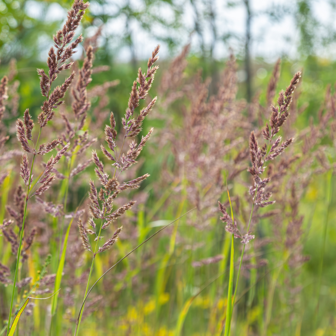 12x Calamagrostis brachytricha - ↕10-25cm - Ø9cm