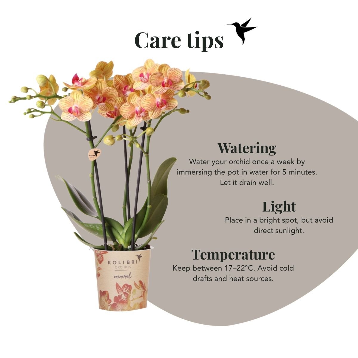 Kolibri Orchids | Combi Deal - 4 Oranje Phalaenopsis Orchideeën Mineral Jamaica - Ø9 cm