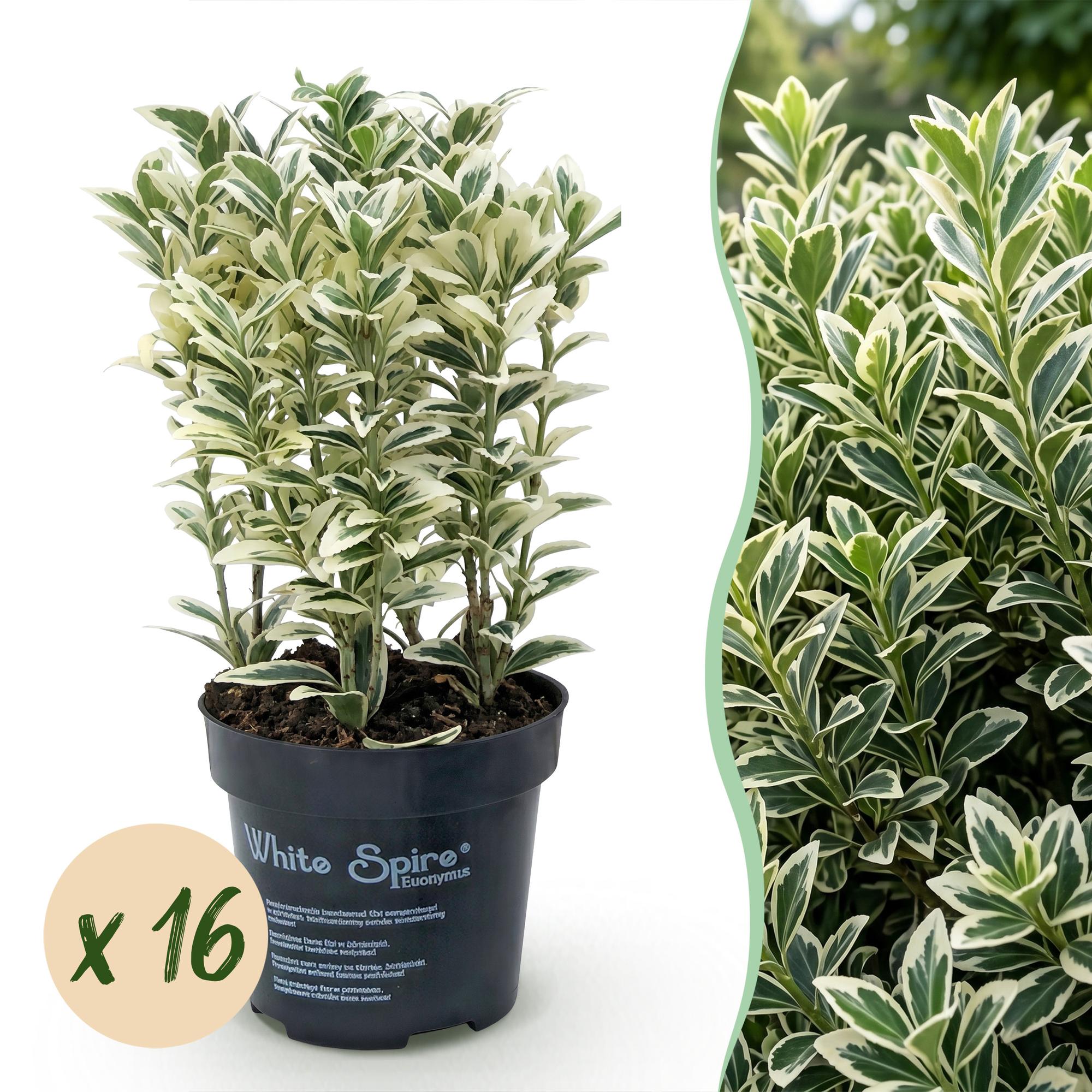 Euonymus japonicus White Spire - 16x Kardinaalsmuts - Haagplanten - Groenblijvend - Wit - Groen - Pot 9cm - Hoogte 20-30cm