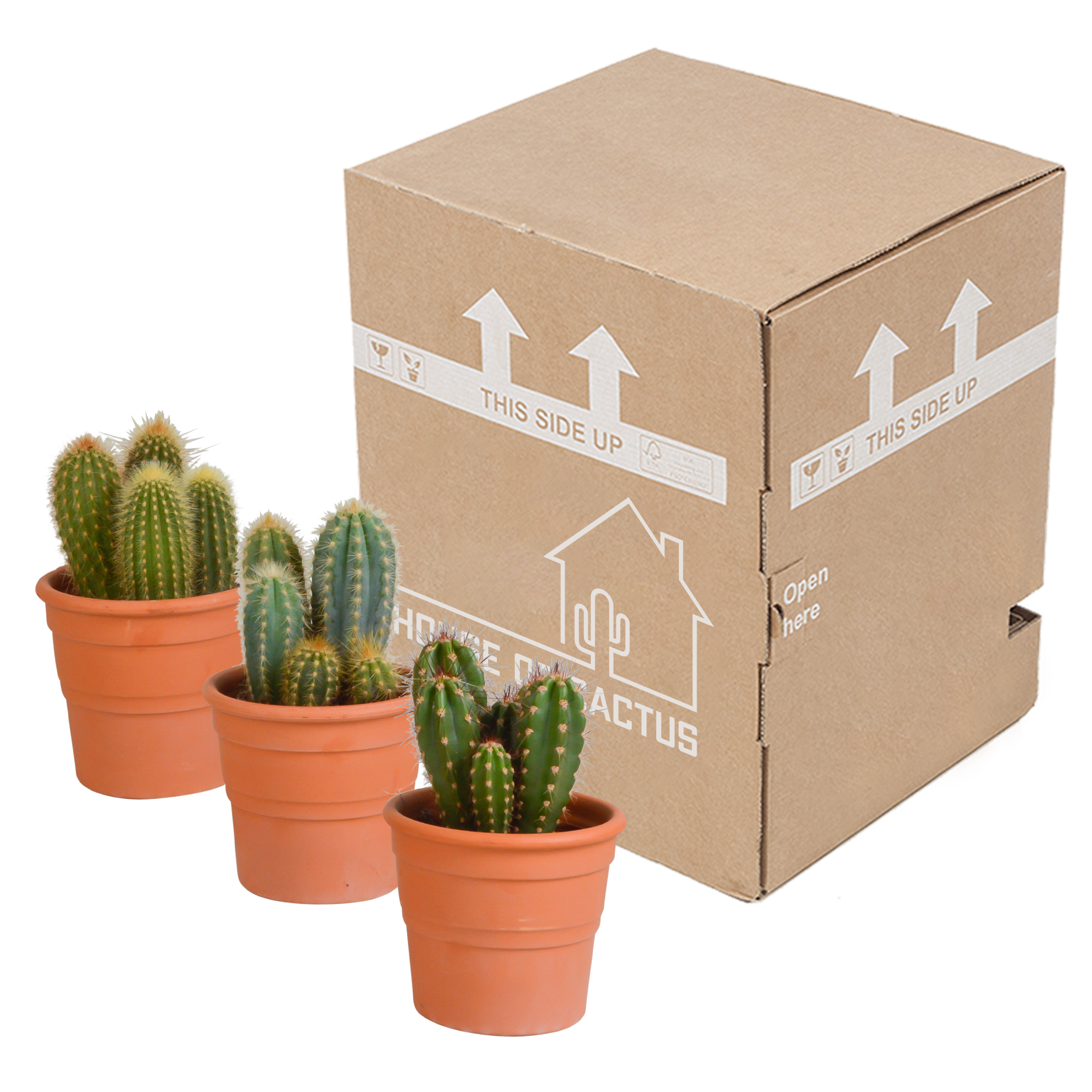 Cereus mix 10,5cm - 3x - in terracotta pot