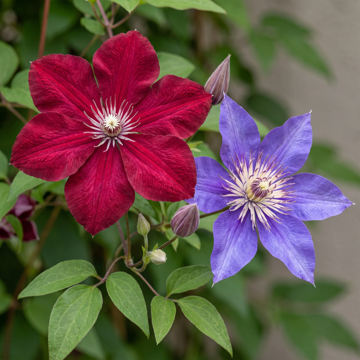 Clematis Duo Blue & Red - Bosrank Duo Blauw & Rood 4x - Blauw - Rood - Klimplant - Ø9cm - ↕35cm
