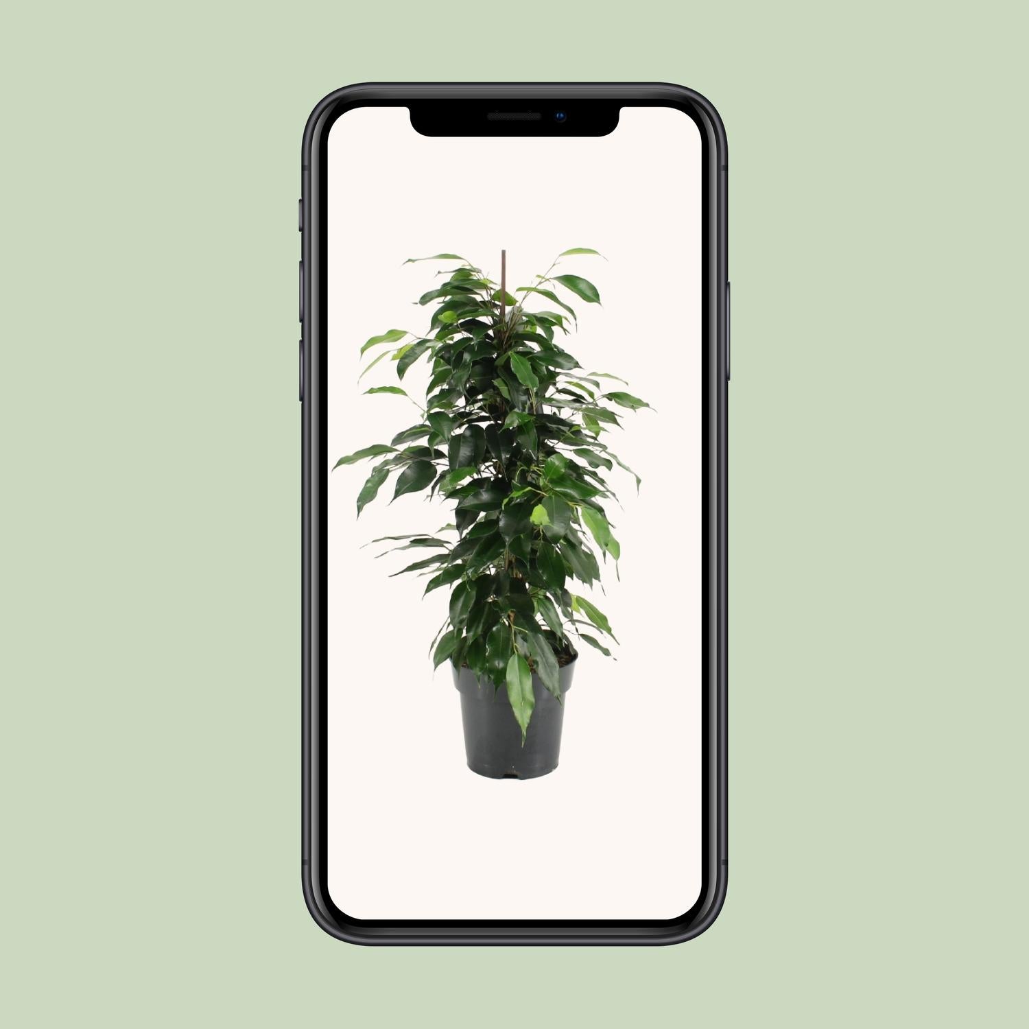 Ficus Benjamina Danielle - Ø17cm - ↕70cm